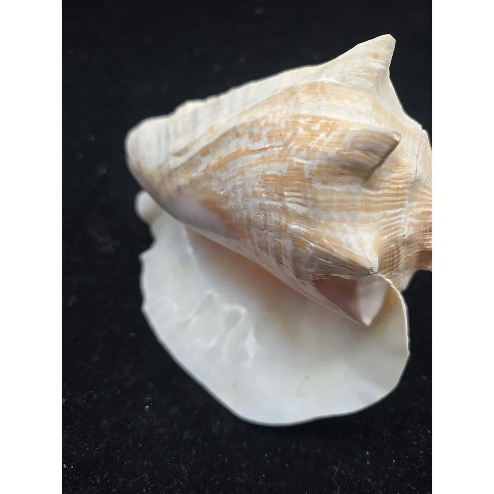 Large Queen Conch Shell 7